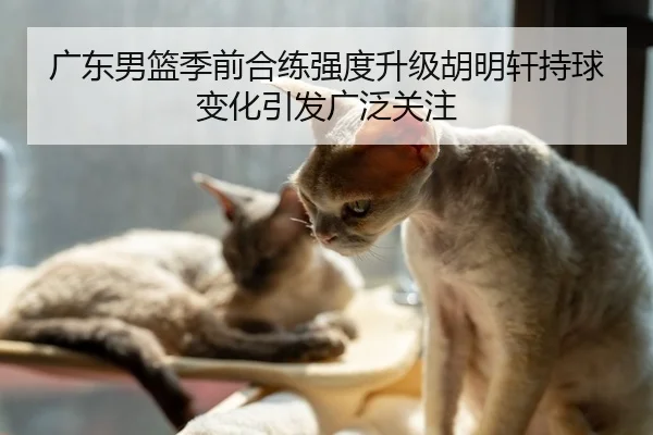 广东男篮季前合练强度升级胡明轩持球变化引发广泛关注